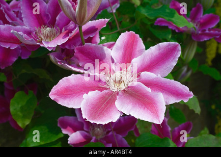 Clematis Nelly Moser. Nahaufnahme des neu eröffneten großen Blüten. Hybrid. Englischer Garten.  UK Stockfoto