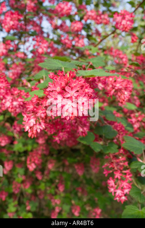 Ribes Sanguinium. Bush.  Zier-Johannisbeere. Rosa und rote Blüten.  Blühender Strauch. Englischen Garten. UK Stockfoto