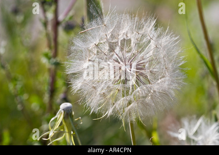 Löwenzahn-Uhr Stockfoto