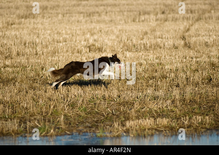 Braune Border-Collie Hund läuft durch Stoppelfeld Stockfoto