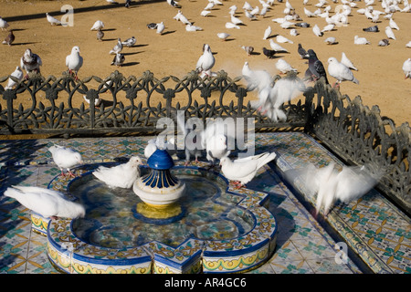 Weiße Tauben auf einem Brunnen im Maria Luisa Park (Sevilla, Spanien) Stockfoto