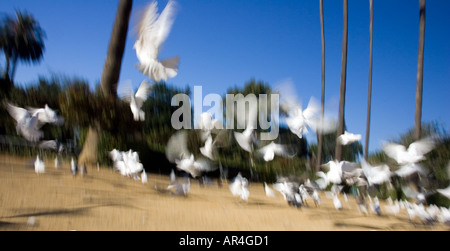 Weiße Tauben, Plaza de America, Maria Luisa Park, Sevilla, Spanien Stockfoto