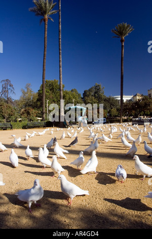 Weiße Tauben, Plaza de America, Maria Luisa Park, Sevilla, Spanien Stockfoto