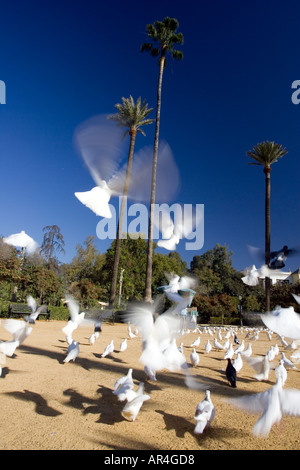 Weiße Tauben, Plaza de America, Maria Luisa Park, Sevilla, Spanien Stockfoto