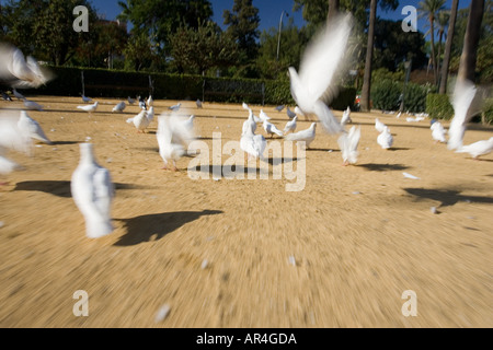 Weiße Tauben, Plaza de America, Maria Luisa Park, Sevilla, Spanien Stockfoto