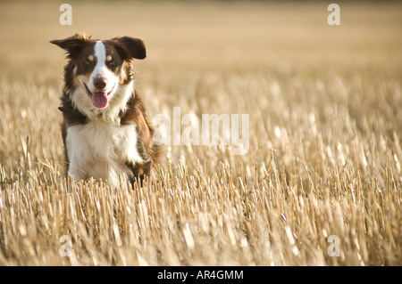 Braune Border-Collie Schäferhund im Stoppelfeld Stockfoto