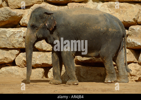 Junge asiatische Elefant Elephas Maximus in die Tisch Familie Zoologische Gärten wie die biblischen Zoo Jerusalem in Jerusalem Israel bekannt Stockfoto