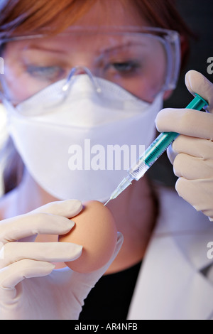 Kultur des Grippevirus in einem Ei Stockfoto