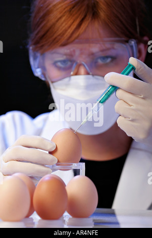 Kultur des Grippevirus in einem Ei Stockfoto