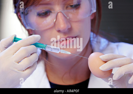 Kultur des Grippevirus in einem Ei Stockfoto