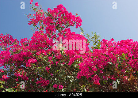 Bougainvillea in voller Blüte an der portugiesischen Algarve Stockfoto