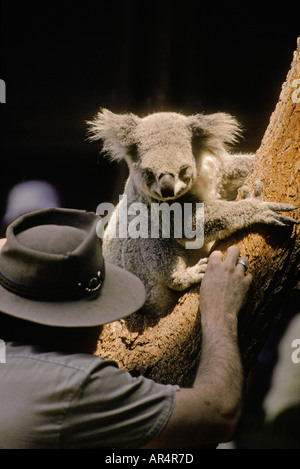 Koala und Tierpfleger Taronga Park Zoo Sydney NSW Australia Stockfoto