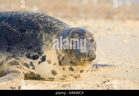 Kegelrobben Kuh am Strand bei Horsey Norfolk UK Stockfoto