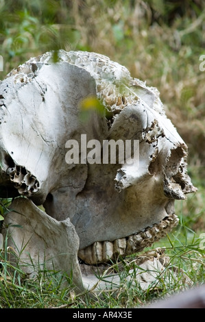 Afrikanischer Elefant Schädel, Loxodonta Africana Africana in der Masai Mara Savanne, Kenia, Ostafrika. Stockfoto