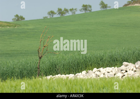 Weizenfeld im Frühjahr, Spanien Stockfoto