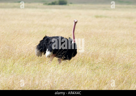 Die männlichen gemeinsame Strauß Struthio Camelus, der größte Vogel der Welt, das lange Gras von der Masai Mara, Kenia, Ostafrika. Stockfoto