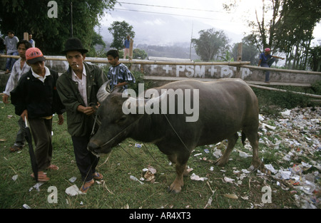 Ein Bauer nimmt seinen Büffel von einer Müllecke des Feldes zu einem Stierkampf bei einem Stierkampfevent in Minangkabau, Sumatra, Indonesien Stockfoto