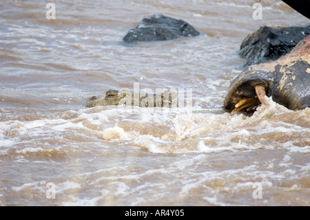 Toten East African Nilpferd Hippopotamus Amphibius, gefressen in der Mara River, Kenia, Ostafrika. Stockfoto