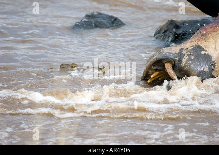 Toten East African Nilpferd Hippopotamus Amphibius, gefressen in der Mara River, Kenia, Ostafrika. Stockfoto