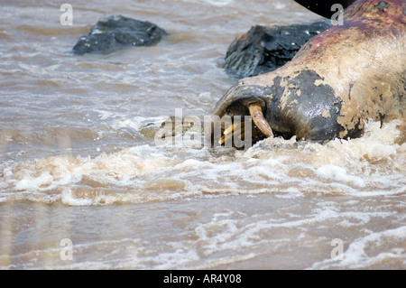 Toten East African Nilpferd Hippopotamus Amphibius, gefressen in der Mara River, Kenia, Ostafrika. Stockfoto