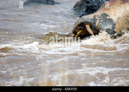 Toten East African Nilpferd Hippopotamus Amphibius, gefressen in der Mara River, Kenia, Ostafrika. Stockfoto