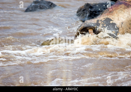 Toten East African Nilpferd Hippopotamus Amphibius, in den Mara River, Kenia, Ostafrika von Nil-Krokodil gefressen. Stockfoto
