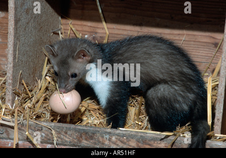 Steinmarder, Europäische Steinmarder Martes Foina, Steinmarder Stockfoto