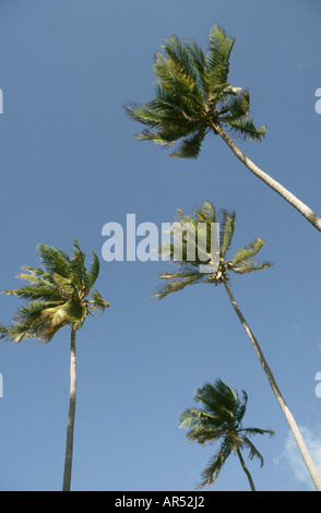 Eine Gruppe von vier Kokospalmen (Cocos nucifera) an einem Strand in Sansibar, Tansania, Afrika Stockfoto