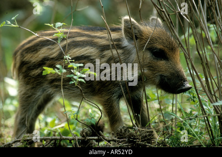 Wildschweinfrischlinge Jungtiere Wild Boa junge Sus Scrofa authentisches wildes Schleswig Holstein Deutschland-Deutschland Stockfoto