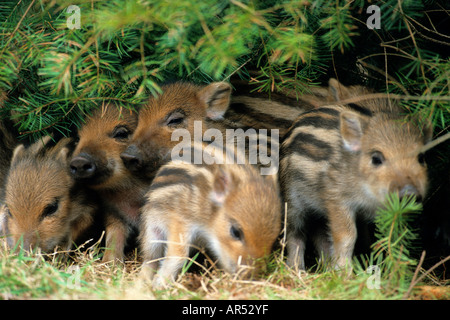 Wildschweinfrischlinge Jungtiere Wild Boa Youngs Sus Scrofa authentisches wildes Schleswig Holstein Deutschland-Deutschland Stockfoto