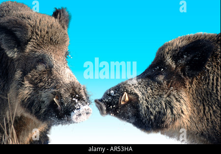 Europäische Wildschwein, Wildschwein, Sus scrofa Stockfoto