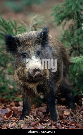 Europäische Wildschwein, Wildschwein, Sus Scrofa, ältere Ferkel, 10 Monate alt Stockfoto