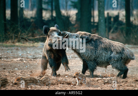 Wildschwein Wildschwein Kampf Sus Scrofa Schleswig Holstein Deutschland kämpfen Stockfoto