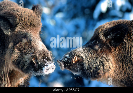 Europäische Wildschwein, Wildschwein, Sus Scrofa, tuskers Stockfoto