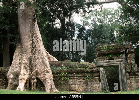 Eingang am Ta Phrom Tempel im Angkor Wat Archäologischen Park Kambodscha Stockfoto