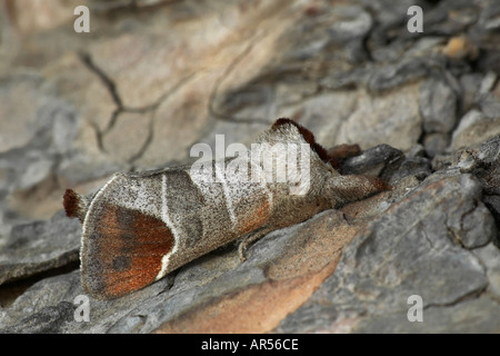 Schokolade Tipp Clostera Curtula auf Rinde Potton bedfordshire Stockfoto