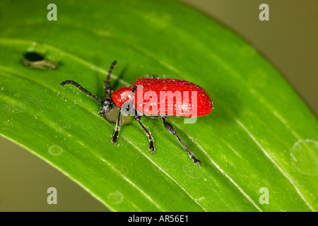 Lilly Käfer Liloceris Lilii Nahaufnahme auf Blatt Potton bedfordshire Stockfoto