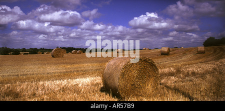 Hay Bales in a field Stockfoto