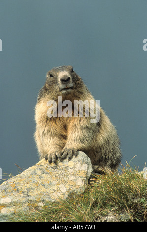 Europäische alpine Marmot, Alpenmurmeltier, Marmota Marmota, NP Hohe Tauern Kärnten, Österreich Stockfoto