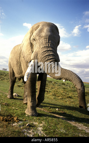 Nahaufnahme von Reife männliche Elefant mit Rüssel verlängert in Richtung Kamera Stockfoto