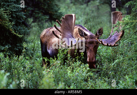 Elch Alces Alces Elch Stockfoto