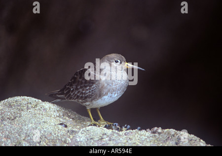 MEERSTRANDLÄUFER Calidris Maritima thront auf einem Felsen auf der Gower-Halbinsel in South Wales UK Stockfoto