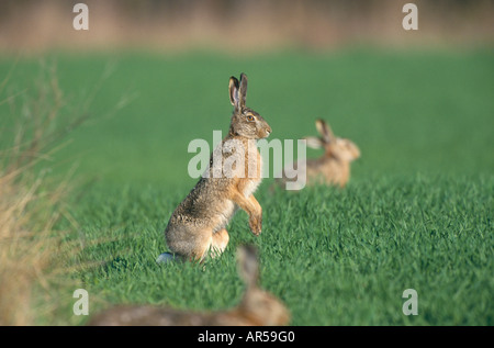 Europäische braune Hase, Feldhase, Österreich Lepus capensis Stockfoto