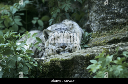 SNOW LEOPARD LIEGEND Stockfoto