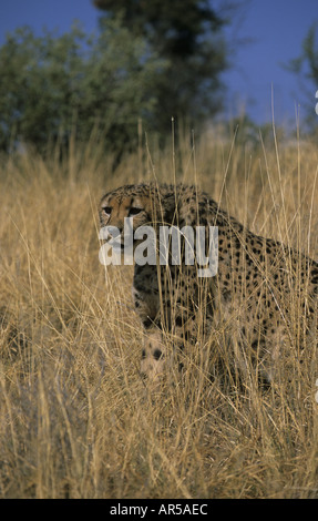 GEPARD WEIBLICHE IN LANGEN GRASS ETOSHA-NAMIBIA Stockfoto