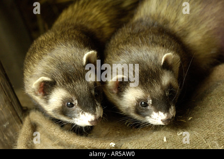 Europäischer Iltis, Mustela Putorius, Iltis, Waldiltis, Europa, Deutschland Stockfoto