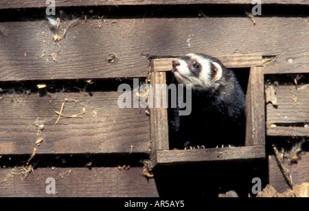 Europäischer Iltis, Mustela Putorius, Iltis, Waldiltis, Europa, Deutschland Stockfoto