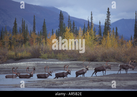 Caribou Stiere Rangifer Tarandus Alatna River Alaska überqueren Stockfoto