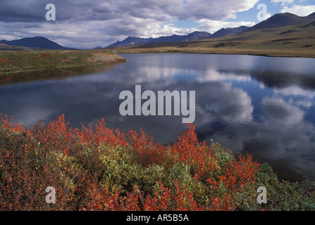 Turilik See im Herbst Tundra Northside of Brooks Range Tore der Arctic National Park N Alaska USA Stockfoto