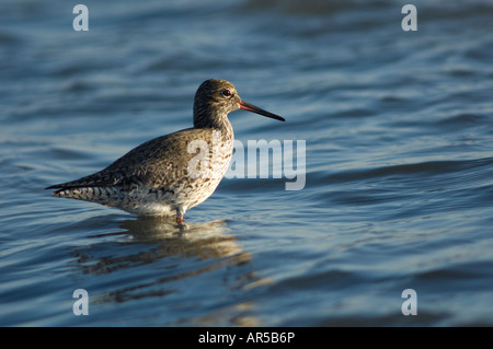 Rotschenkel in salzigen Lagunen, Spanien Stockfoto